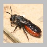 Sphecodes albilabris - Blutbiene 05 13mm.jpg